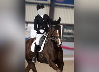 Hannoveraner, Wallach, 7 Jahre, 170 cm, Dunkelfuchs