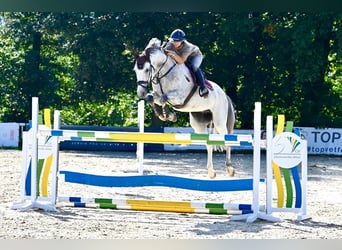 Hannoveraner, Wallach, 7 Jahre, 170 cm, Falbe