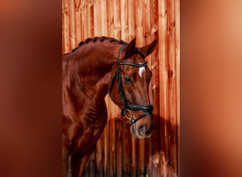 Hannoveraner, Wallach, 7 Jahre, 170 cm, Fuchs