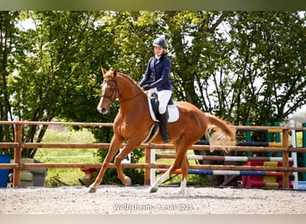Hannoveraner, Wallach, 7 Jahre, 170 cm, Fuchs