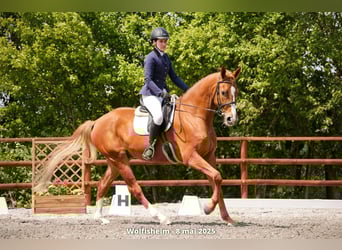 Hannoveraner, Wallach, 7 Jahre, 170 cm, Fuchs