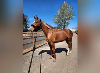 Hannoveraner, Wallach, 7 Jahre, 170 cm, Fuchs