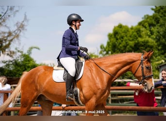 Hannoveraner, Wallach, 7 Jahre, 170 cm, Fuchs
