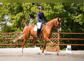Hannoveraner, Wallach, 7 Jahre, 170 cm, Fuchs