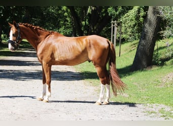 Hannoveraner, Wallach, 7 Jahre, 170 cm, Fuchs