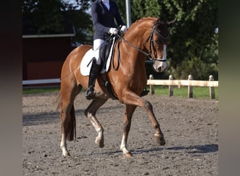 Hannoveraner, Wallach, 7 Jahre, 170 cm, Fuchs