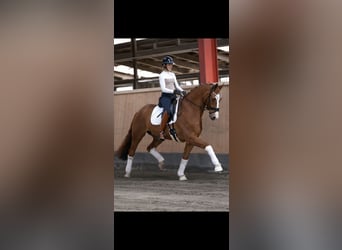 Hannoveraner, Wallach, 7 Jahre, 170 cm, Fuchs