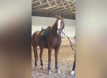 Hannoveraner, Wallach, 7 Jahre, 170 cm, Fuchs