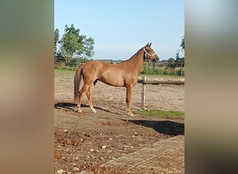 Hannoveraner, Wallach, 7 Jahre, 170 cm, Fuchs