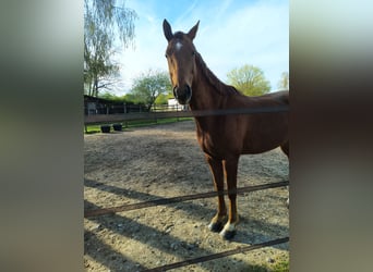 Hannoveraner, Wallach, 7 Jahre, 170 cm, Fuchs
