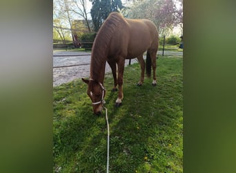 Hannoveraner, Wallach, 7 Jahre, 170 cm, Fuchs