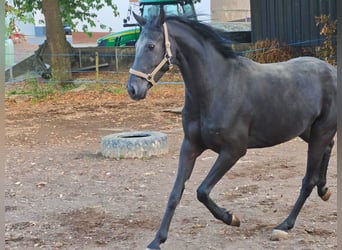 Hannoveraner, Wallach, 7 Jahre, 170 cm, Rappe
