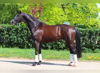 Hannoveraner, Wallach, 7 Jahre, 170 cm, Rappe