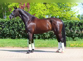Hannoveraner, Wallach, 7 Jahre, 170 cm, Rappe