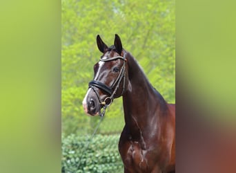 Hannoveraner, Wallach, 7 Jahre, 170 cm, Rappe
