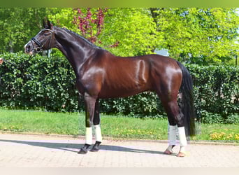 Hannoveraner, Wallach, 7 Jahre, 170 cm, Rappe
