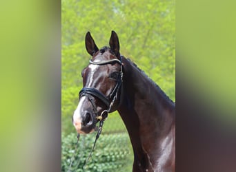 Hannoveraner, Wallach, 7 Jahre, 170 cm, Rappe