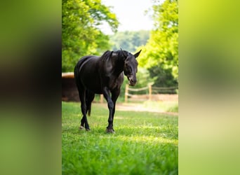 Hannoveraner, Wallach, 7 Jahre, 170 cm, Rappe