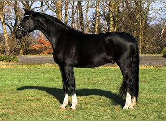 Hannoveraner, Wallach, 7 Jahre, 170 cm, Schwarzbrauner