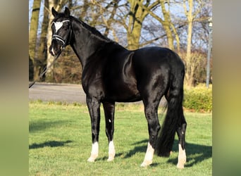 Hannoveraner, Wallach, 7 Jahre, 170 cm, Schwarzbrauner