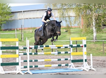 Hannoveraner, Wallach, 7 Jahre, 170 cm, Schwarzbrauner