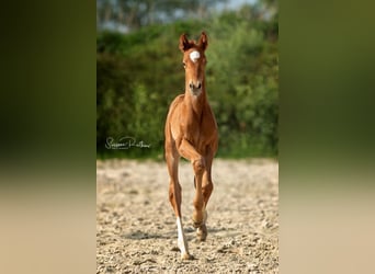 Hannoveraner, Wallach, 7 Jahre, 171 cm, Dunkelfuchs