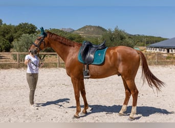 Hannoveraner, Wallach, 7 Jahre, 171 cm, Fuchs
