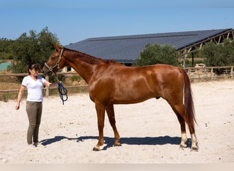 Hannoveraner, Wallach, 7 Jahre, 171 cm, Fuchs