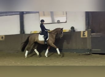 Hannoveraner, Wallach, 7 Jahre, 171 cm, Fuchs