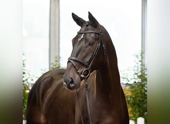 Hannoveraner, Wallach, 7 Jahre, 171 cm, Schwarzbrauner