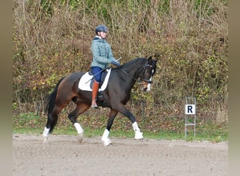 Hannoveraner, Wallach, 7 Jahre, 172 cm, Brauner