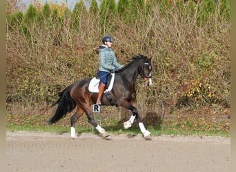 Hannoveraner, Wallach, 7 Jahre, 172 cm, Brauner