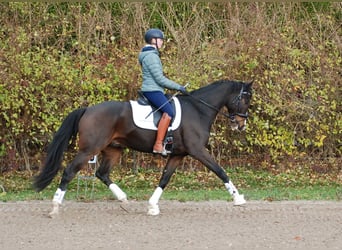 Hannoveraner, Wallach, 7 Jahre, 172 cm, Brauner