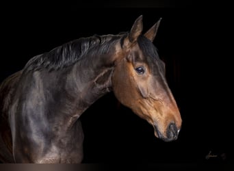 Hannoveraner, Wallach, 7 Jahre, 172 cm, Brauner