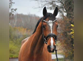 Hannoveraner, Wallach, 7 Jahre, 172 cm, Brauner