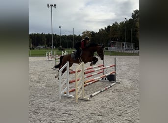 Hannoveraner, Wallach, 7 Jahre, 172 cm, Dunkelbrauner