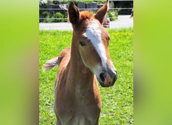 Hannoveraner, Wallach, 7 Jahre, 172 cm, Fuchs