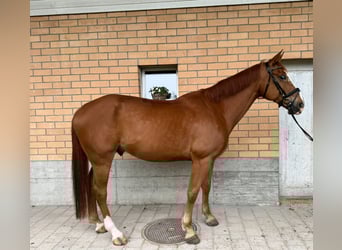Hannoveraner, Wallach, 7 Jahre, 172 cm, Fuchs