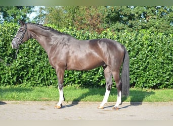 Hannoveraner, Wallach, 7 Jahre, 172 cm, Rappe