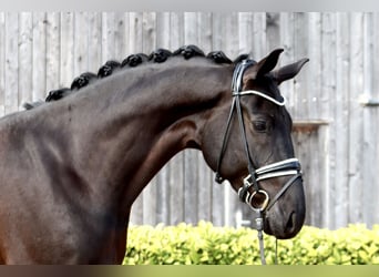 Hannoveraner, Wallach, 7 Jahre, 172 cm, Rappe