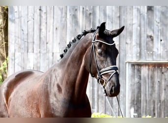 Hannoveraner, Wallach, 7 Jahre, 172 cm, Rappe