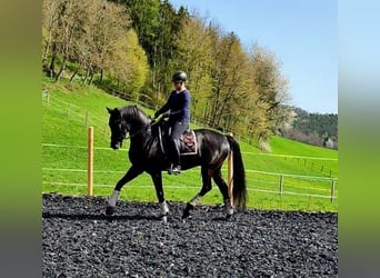 Hannoveraner, Wallach, 7 Jahre, 172 cm, Rappe
