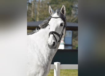 Hannoveraner, Wallach, 7 Jahre, 172 cm, Schimmel
