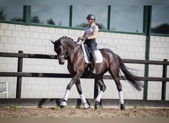 Hannoveraner, Wallach, 7 Jahre, 172 cm, Schwarzbrauner