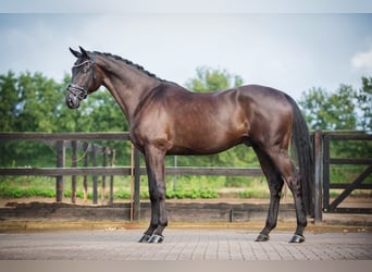 Hannoveraner, Wallach, 7 Jahre, 172 cm, Schwarzbrauner