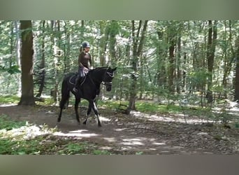 Hannoveraner, Wallach, 7 Jahre, 172 cm, Schwarzbrauner
