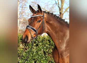 Hannoveraner, Wallach, 7 Jahre, 173 cm, Brauner