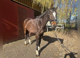 Hannoveraner, Wallach, 7 Jahre, 173 cm, Brauner