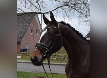 Hannoveraner, Wallach, 7 Jahre, 173 cm, Brauner