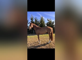 Hannoveraner, Wallach, 7 Jahre, 173 cm, Fuchs